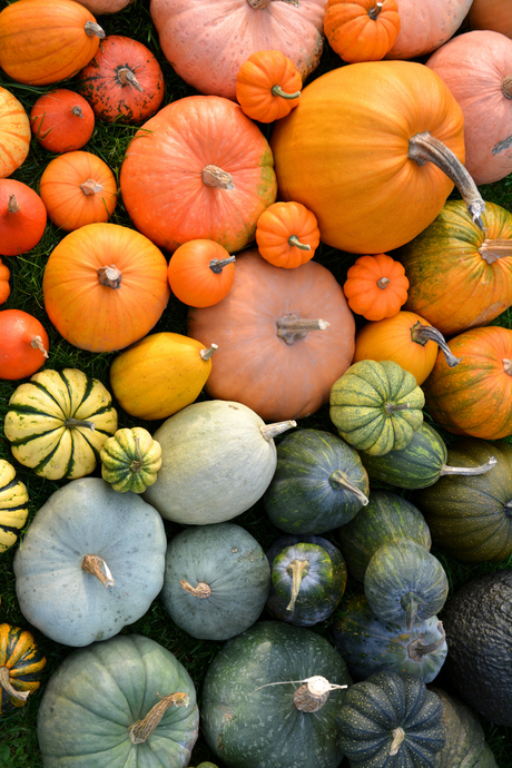 A Complete Guide to Pumpkins & Squashes: From Seed to Plate