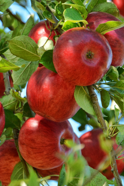 A Guide to Fall's Finest Fruit: Exploring the World of Apples